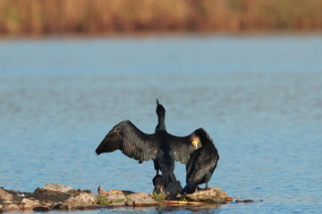 cormorant drying wings in the sun