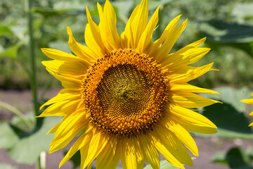 sunflowers, plants in natural conditions, the ripening period, midsummer,close-up.