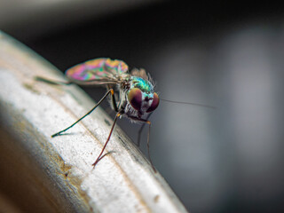fly on leaf