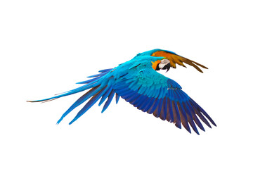 Colorful flying parrot isolated on transparent background.