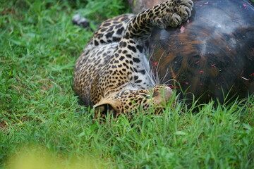Fototapeta na wymiar a leopard was rolling around playing ball in the green grass field.