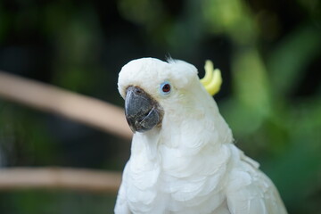 Picture closeup of a yellow crested cockatoo head looking at the camera 