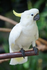 Picture of a yellow crested cockatoo standing on a branch and looking at the camera 
