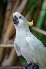 Picture of a yellow crested cockatoo standing on a branch and looking at the camera
