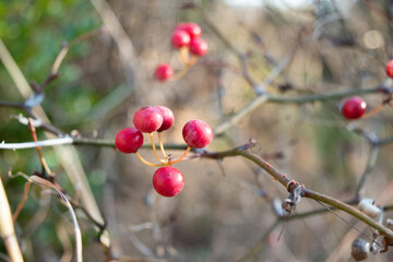 red berries of Smilax china in the winter field 4
