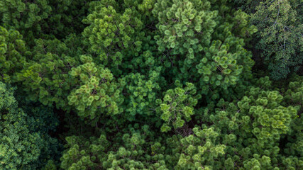 Aerial top view of green summer forest and pine trees forest, Abstract texture and background of green trees forest, Natural scenery tropical green forest.