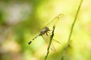 macro photography of a green dragonfly perched on a branch

