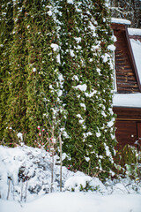 Scenic winter landscape in garden