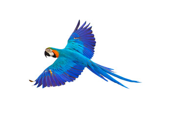 Colorful flying parrot isolated on transparent background.