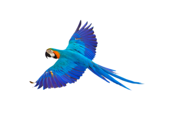 Colorful flying parrot isolated on transparent background.