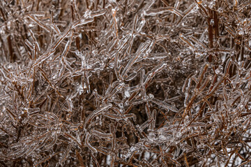 Closeup view of icy bush branches in winter park