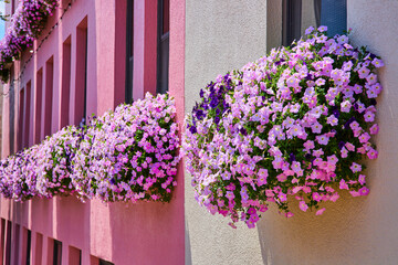 Pink and beige wall covered in pink window box flowers