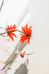 Tree with red flowers on city street, closeup