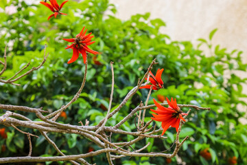 Obraz na płótnie Canvas Tree with red flowers outdoors, closeup