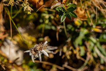 Leontopodium nivale flower growing in mountains, close up	