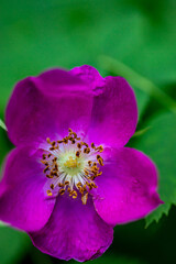 Rosa pendulina flower growing in mountains, close up