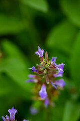 Salvia officinalis flower growing in meadow, close up