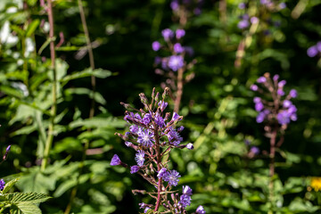 Cicerbita alpina flower growing in mountains, close up	