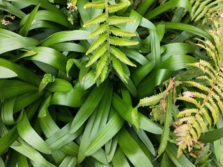Green leaf plant background photo
