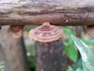Mushrooms are growing on dry branches.