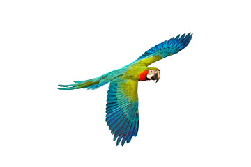 Colorful flying parrot isolated on transparent background.