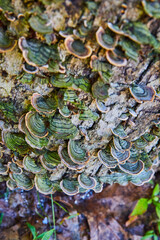 Tree stump covered in fungi and mushrooms
