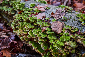 Detail of green fungi mushroom shelves covering decaying log