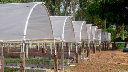 Tunnel greenhouse to propagate timber tree seedlings belong to plantation company at Kutai Timur, Kalimantan Timur - 553377202