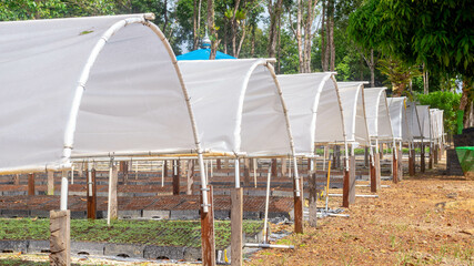 Tunnel greenhouse to propagate timber tree seedlings belong to plantation company at Kutai Timur, Kalimantan Timur - 553377206