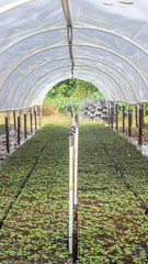 Tunnel greenhouse to propagate timber tree seedlings belong to plantation company at Kutai Timur, Kalimantan Timur - 553377212