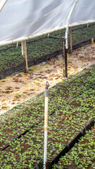 Automatic watering system used in nursery facility belong to plantation company - 553377216
