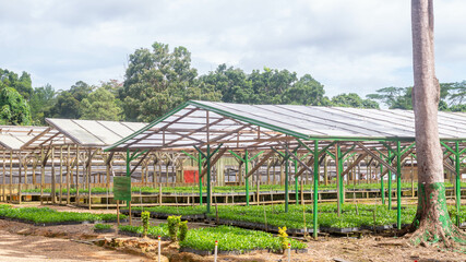 Nursery facility of plantation company to propagate timber tree seedlings, Kutai Timur, Kalimantan Timur - 553377228