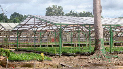 Nursery facility of plantation company to propagate timber tree seedlings, Kutai Timur, Kalimantan Timur - 553377237