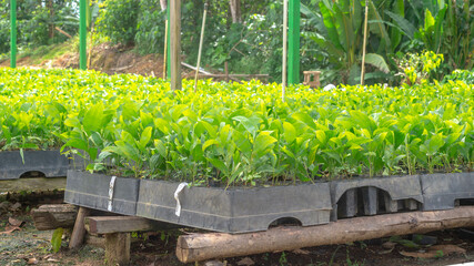 Acacia seedlings in the nursery facility ready to be transplanted - 553377241