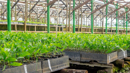 Acacia seedlings in the nursery facility ready to be transplanted - 553377246