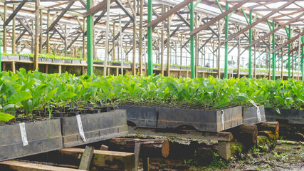 Acacia seedlings in the nursery facility ready to be transplanted - 553377250