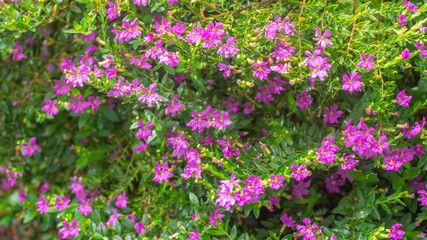 Green shrub with beautiful purple flowers. natural background