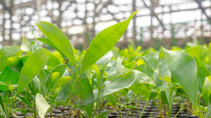 Closeup of Acacia seedlings in the nursery facility - 553377256