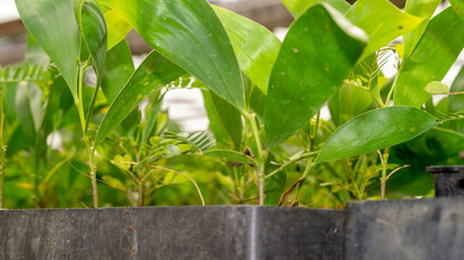 Closeup of Acacia seedlings in the nursery facility - 553377269