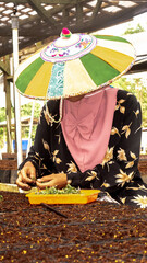 Female worker using  colorful Dayak traditional hat (Seraung) transplanting eucalyptus seedlings in the nursery - 553377280