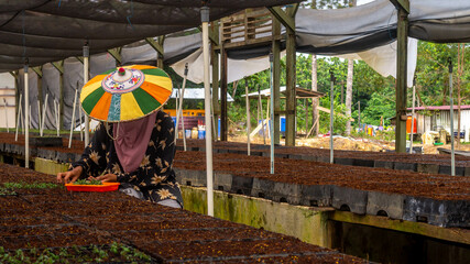 Female worker using  colorful Dayak traditional hat (Seraung) transplanting eucalyptus seedlings in the nursery - 553377293