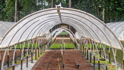 Tunnel greenhouse to propagate timber tree seedlings belong to plantation company at Kutai Timur, Kalimantan Timur - 553377408