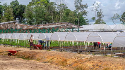 Workers working at the timber tree seedlings nursery, Kutai Timur, Indonesia - 553377412