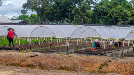 Workers working at the timber tree seedlings nursery, Kutai Timur, Indonesia - 553377451