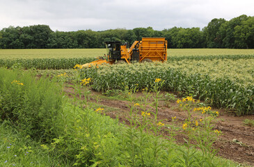 Combine in corn field - Ohio