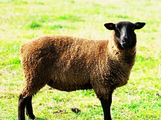 爽やかな草原の羊