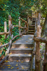 Natural wood railing boardwalk steps going back inti green forest