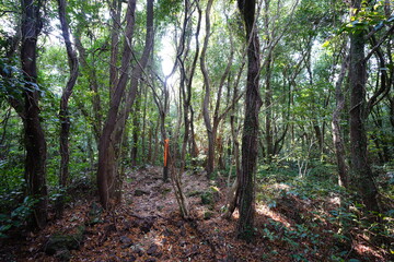 autumn path in wild forest