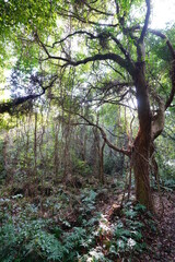 old trees and vines in deep forest