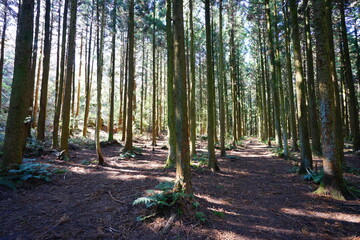 cedar forest in the gleaming sunlight